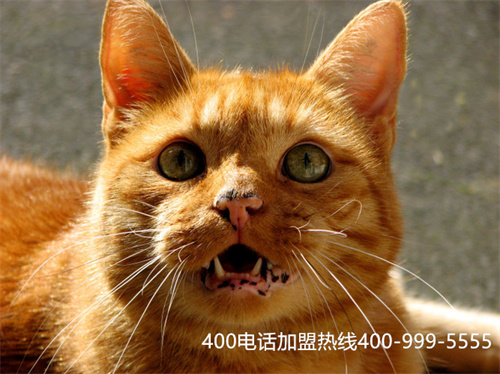 (如何辦理400電話業(yè)務(wù))(400電話的優(yōu)勢企業(yè)都是認可的)